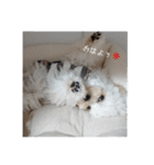 チワプーハチミツ（個別スタンプ：2）