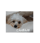 チワプーハチミツ（個別スタンプ：3）