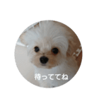 チワプーハチミツ（個別スタンプ：8）