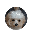 チワプーハチミツ（個別スタンプ：9）