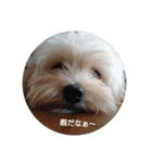 チワプーハチミツ（個別スタンプ：12）