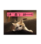 ねこにゃんこねこ（個別スタンプ：3）