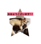 ねこにゃんこねこ（個別スタンプ：5）