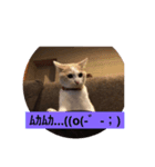 ねこにゃんこねこ（個別スタンプ：6）
