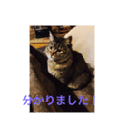 ねこにゃんこねこ（個別スタンプ：7）