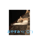 ねこにゃんこねこ（個別スタンプ：8）