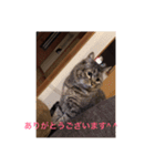 ねこにゃんこねこ（個別スタンプ：9）