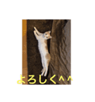 ねこにゃんこねこ（個別スタンプ：11）