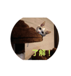 ねこにゃんこねこ（個別スタンプ：12）