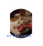 ねこにゃんこねこ（個別スタンプ：15）