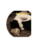 ねこにゃんこねこ（個別スタンプ：16）