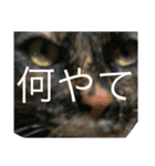 大阪キジ猫リリー(時々チビ太郎)（個別スタンプ：1）