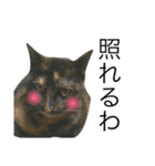 大阪キジ猫リリー(時々チビ太郎)（個別スタンプ：2）