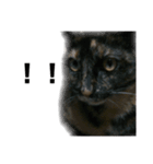 大阪キジ猫リリー(時々チビ太郎)（個別スタンプ：3）
