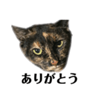 大阪キジ猫リリー(時々チビ太郎)（個別スタンプ：4）