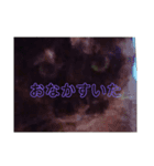 大阪キジ猫リリー(時々チビ太郎)（個別スタンプ：5）