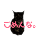 大阪キジ猫リリー(時々チビ太郎)（個別スタンプ：6）