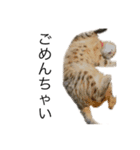 大阪キジ猫リリー(時々チビ太郎)（個別スタンプ：7）