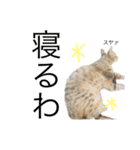 大阪キジ猫リリー(時々チビ太郎)（個別スタンプ：8）