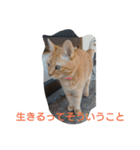 りくじぃの日常2（個別スタンプ：13）