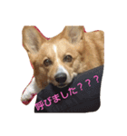 コーギーライフ1（個別スタンプ：1）