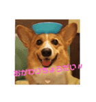 コーギーライフ1（個別スタンプ：2）