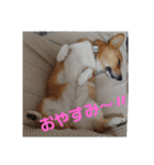 コーギーライフ1（個別スタンプ：3）
