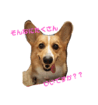 コーギーライフ1（個別スタンプ：4）