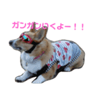 コーギーライフ1（個別スタンプ：5）