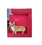 コーギーライフ1（個別スタンプ：8）