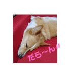 コーギーライフ1（個別スタンプ：11）