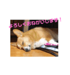 コーギーライフ1（個別スタンプ：13）