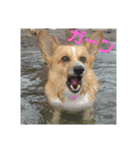 コーギーライフ1（個別スタンプ：16）