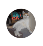 猫のミシェルちゃん（個別スタンプ：1）