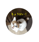 猫のミシェルちゃん（個別スタンプ：2）