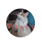 猫のミシェルちゃん（個別スタンプ：3）