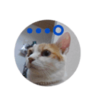 猫のミシェルちゃん（個別スタンプ：6）