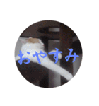 猫のミシェルちゃん（個別スタンプ：7）