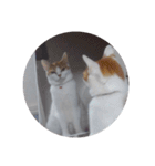 猫のミシェルちゃん（個別スタンプ：9）