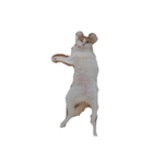 猫のミシェルちゃん（個別スタンプ：11）