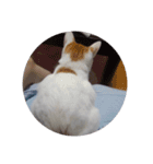 猫のミシェルちゃん（個別スタンプ：12）