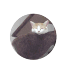 猫のミシェルちゃん（個別スタンプ：15）