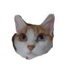 猫のミシェルちゃん（個別スタンプ：16）
