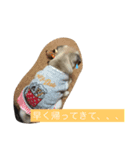 パグスタンプ1（個別スタンプ：7）