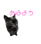 ふくちゃんの1日（個別スタンプ：1）