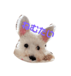 ミニチュアシュナウザーのスパロウくん（個別スタンプ：3）
