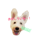ミニチュアシュナウザーのスパロウくん（個別スタンプ：4）