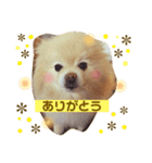 ポメラニアンのルイ（個別スタンプ：1）