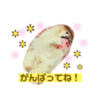 ポメラニアンのルイ（個別スタンプ：2）
