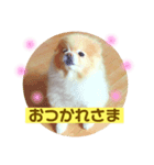 ポメラニアンのルイ（個別スタンプ：3）